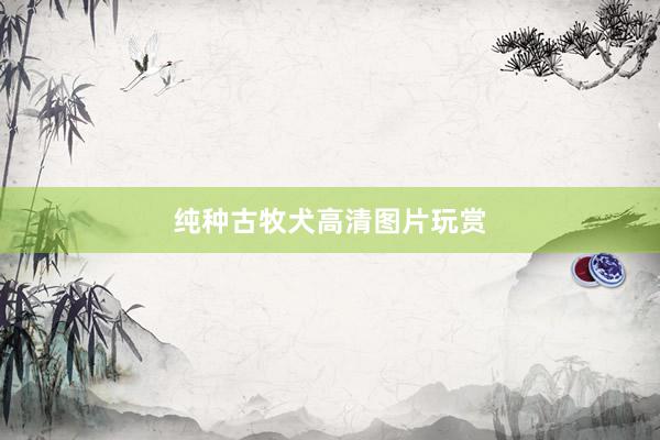 纯种古牧犬高清图片玩赏